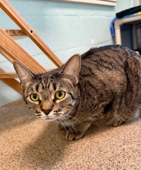 Stills (Boston) -  Domestic Short Hair Cat for Adoption in Cape Coral, Florida - Stills (Boston) | PetCurious
