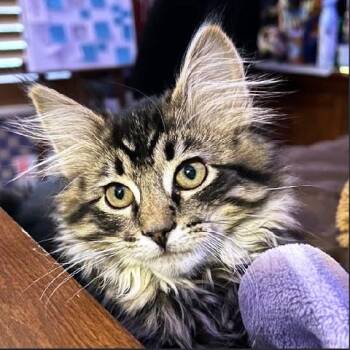 Hela -  Tabby Cat for Adoption in Millcreek, Utah - Hela | PetCurious