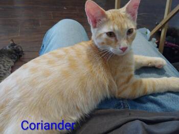 Coriander -  Domestic Medium Hair Cat for Adoption in Boone, Colorado - Coriander | PetCurious