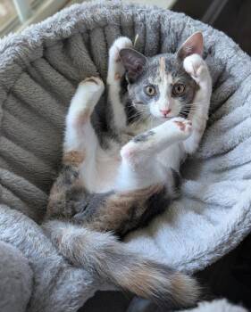 Neena26 -  Domestic Short Hair Cat for Adoption in Youngsville, North Carolina - Neena26 | PetCurious