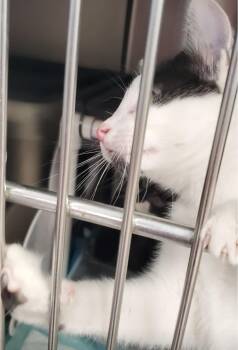Possum -  Domestic Short Hair Cat for Adoption in Brighton, Michigan - Possum | PetCurious