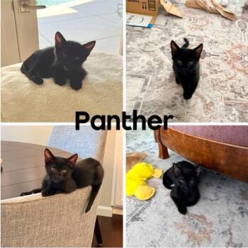 Panther -  Domestic Short Hair Cat for Adoption in Orangevale, California - Panther | PetCurious