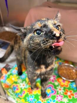 Domestic Short Hair Cats Available for Adoption in Detroit, Michigan - Goldie | PetCurious