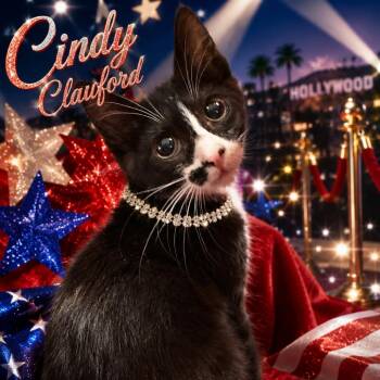 Cindy Crawford -  Domestic Short Hair Cat for Adoption in NEW PT RICHEY, Florida - Cindy Crawford | PetCurious