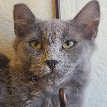 Doodles -  Domestic Short Hair Cat for Adoption in Las Vegas, Nevada - Doodles | PetCurious
