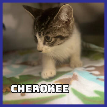 Rescue Domestic Short Hair Cats for Adoption in Glenwood, Minnesota - Cherokee | PetCurious