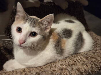 Rescue Domestic Short Hair and Calico Cats for Adoption in Columbus, Minnesota - Eowyn | PetCurious