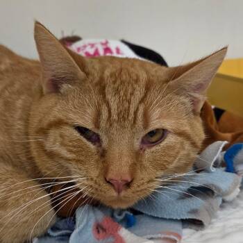 George -  Domestic Short Hair Cat for Adoption in Zanesville, Ohio - George | PetCurious