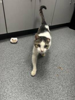 Quasimodo -  Domestic Short Hair Cat for Adoption in Sevierville, Tennessee - Quasimodo | PetCurious