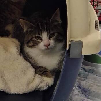 Burkley (Barn Cat) -  American Shorthair Cat for Adoption in Coos Bay, Oregon - Burkley (Barn Cat) | PetCurious