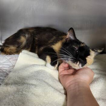 Lovey -  Domestic Medium Hair Cat Available for Adoption in Lake Panasoffkee, Florida - Lovey | PetCurious