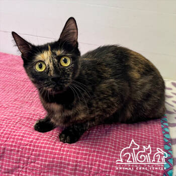 Rescue Domestic Short Hair Cats for Adoption in Irvine, California - MERCEDES | PetCurious