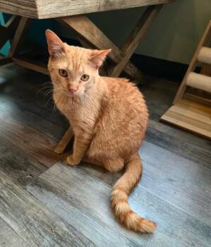 Pastrami -  Domestic Short Hair Cat for Adoption in Grand Rapids, Michigan - Pastrami | PetCurious