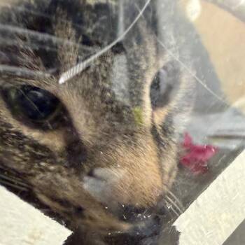 Allvara -  Domestic Short Hair Cat for Adoption in Philadelphia, Pennsylvania - Allvara | PetCurious