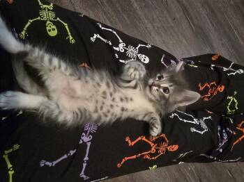 Velma -  Domestic Medium Hair Cat for Adoption in Liverpool, Texas - Velma | PetCurious