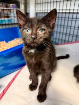 Parka -  Domestic Short Hair Cat for Adoption in Trenton, New Jersey - Parka | PetCurious