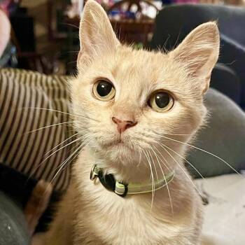 Rescue Tabby Cats for Adoption in Richmond Dale, Ohio - Reba | PetCurious