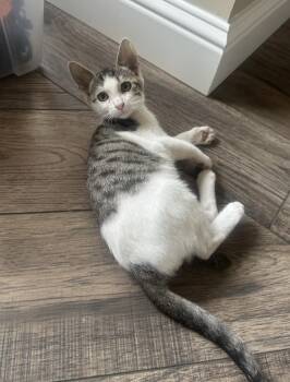 Rescue American Shorthair and Tabby Cats for Adoption in Tracy, California - Luke | PetCurious