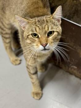 Gomez -  Domestic Short Hair Cat for Adoption in Midland, Michigan - Gomez | PetCurious