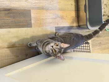Chonkers -  Domestic Short Hair Cat for Adoption in Long Beach, California - Chonkers | PetCurious
