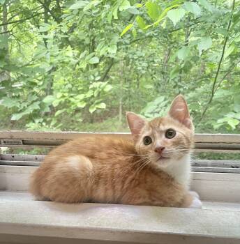 Pumpkin -  Domestic Short Hair Cat for Adoption in Troy, New York - Pumpkin | PetCurious