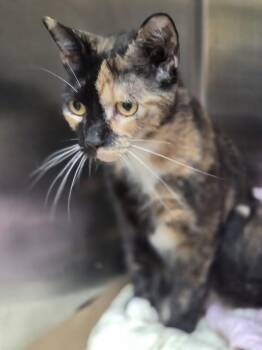 Pistachio (TAS 11) -  Domestic Short Hair Cat for Adoption in Trenton, New Jersey - Pistachio (TAS 11) | PetCurious