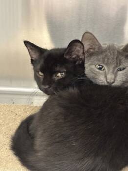 Rescue Domestic Short Hair Cats for Adoption in Batavia, Ohio - Henchman | PetCurious