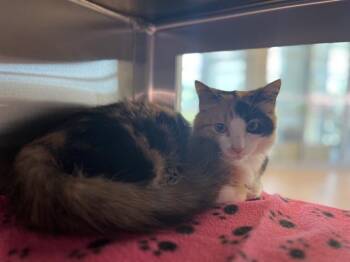 Rescue Domestic Medium Hair Cats for Adoption in Pearland, Texas - DELILAH | PetCurious