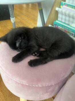 Duchess -  Domestic Short Hair Cat for Adoption in Minneapolis, Minnesota - Duchess | PetCurious