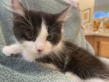 Rescue Domestic Long Hair Cats for Adoption in Vacaville, California - Paula 7 | PetCurious