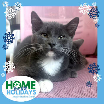 Rescue Domestic Short Hair Cats for Adoption - Bunkaroo | PetCurious