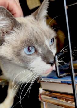 Siamese and Snowshoe Cats Available for Adoption - Sage | PetCurious