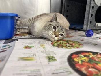 Nova -  Siamese and Domestic Short Hair Cat for Adoption in Daytona Beach, Florida - Nova | PetCurious