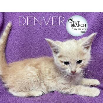 Rescue Domestic Short Hair Cats for Adoption in Washington, Pennsylvania - Denver | PetCurious