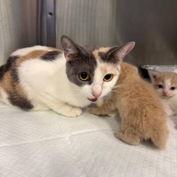 Josephine -  Domestic Short Hair Cat for Adoption in Greensboro, North Carolina - Josephine | PetCurious