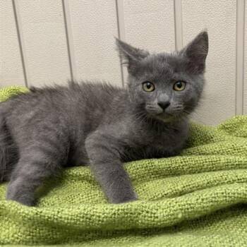 Ash -  Domestic Short Hair Cat for Adoption in Long Beach, California - Ash | PetCurious