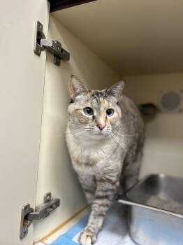 Domestic Short Hair Cats Available for Adoption in Myerstown, Pennsylvania - Moon | PetCurious