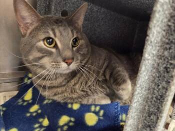 Domestic Short Hair Cats Available for Adoption - NEW BOYFRIEND | PetCurious