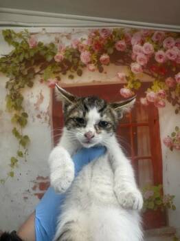 BELLA BEAN -  Domestic Medium Hair Cat for Adoption in San Bernardino, California - BELLA BEAN | PetCurious