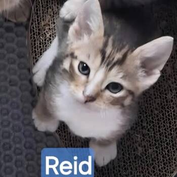 Domestic Short Hair Cats Available for Adoption in Lutz, Florida - Reid | PetCurious