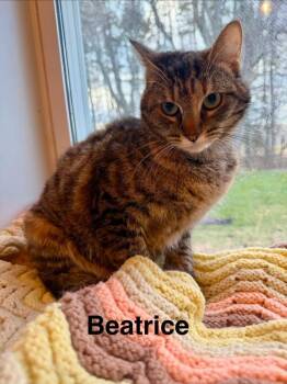Domestic Short Hair Cats Available for Adoption in Cloquet, Minnesota - Beatrice | PetCurious