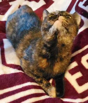 Rescue Tortoiseshell and Domestic Short Hair Cats for Adoption in College Station, Texas - Cissy | PetCurious