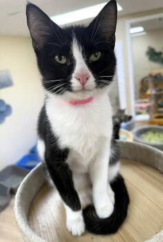 Liberty -  Domestic Short Hair Cat for Adoption in Medina, Ohio - Liberty | PetCurious
