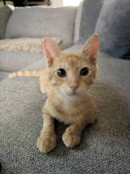 Chito -  Domestic Short Hair Cat for Adoption in Fort Myers, Florida - Chito | PetCurious