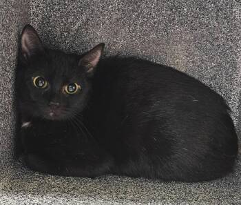Blair -  Domestic Short Hair Cat for Adoption in Athens, Tennessee - Blair | PetCurious