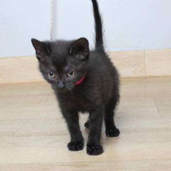 Domestic Short Hair Cats Available for Adoption in Minnetonka, Minnesota - Cottonelle C69024 | PetCurious
