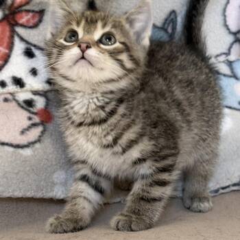 Domestic Short Hair Cats Available for Adoption in Glenelg, Maryland - Twister | PetCurious