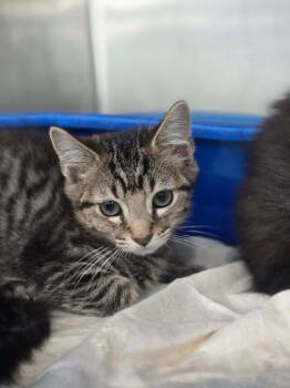 Naval -  Domestic Short Hair Cat for Adoption in Danielsville, Georgia - Naval | PetCurious