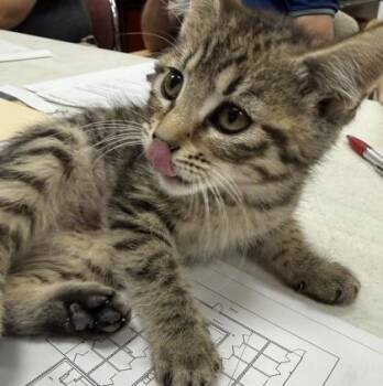 Tawny -  Domestic Short Hair Cat for Adoption in Wilkesboro, North Carolina - Tawny | PetCurious