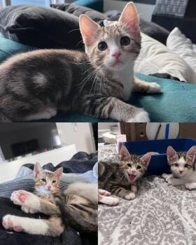 KURA -  Domestic Short Hair Cat for Adoption in Kent, Washington - KURA | PetCurious
